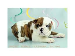 If you are a victorian bulldog dog breeder trying to sell your puppy, puppyfidner.com is a great place to get the word out. Victorian Bulldog Puppies Pet City Pet Shops