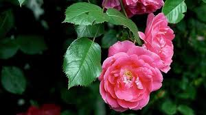 Üblicherweise werden rosen zwischen ende oktober und anfang dezember gepflanzt, sofern das wetter mild und der boden nicht gefroren sind. Rosen Umpflanzen Wann Und Wie Sat 1 Ratgeber
