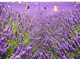 There are flowers everywhere but seeing an entire mountainside covered in azaleas, a field of tulips or the gorgeous fields of nari park in the autumn is just breathtaking. 4 Perfectly Purple Lavender Farms And Fields To Visit Near London