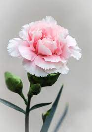 Pink Carnation Pink Carnations Carnation Flower Flowers
