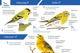 Vogel Bestimmen Leicht Zu Verwechseln Nabu