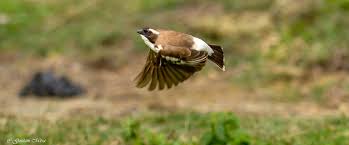 Image result for Grewia hornbyi