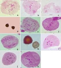 Image result for Cleome polyanthera