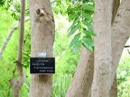 Image result for Galpinia