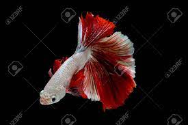 Do you know the temperature of his tank? Colorful With Main Color Of Metallic White And Red Betta Fish Stock Photo Picture And Royalty Free Image Image 136260430