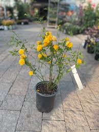 Image result for Kerria