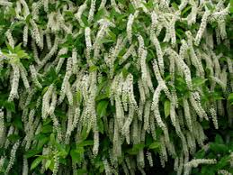 Image result for Iteaceae