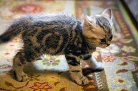 75 Utilisations Du Vinaigre Qui Vont Vous Simplifier La Vie Cute Kittens Beaux Chats Chien Chat