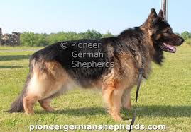 German shepherd german shepherd show dog akc german shepherd puppies german shepherd puppy puppies. German Shepherd Puppies For Sale In Michigan Under 200 The Y Guide