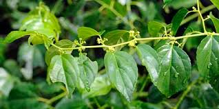 Image result for Colubrina asiatica