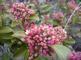 Image result for Agelanthus igneus