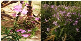 Image result for Striga hermonthica