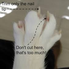 Cats that are outdoors more or use their scratching post regularly may need less frequent trims. How To Clip You Cats Nails At Home Bengal Cat Care