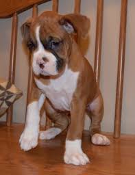 These adorable pups are available for adoption in denver, colorado. Boxer Puppy Dog For Sale In Denver Colorado