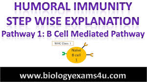 steps in humoral immune response or antibody mediated immune response