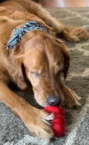 Puppy Biscuit The Dog Books Here Are Five Great Dishes You Can Use To Create Some Easy Yet Scrumptious Canine Biscuits For Your Family Pet Health Positive Dog Training Dogs Dog Behavior