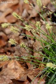 Image result for Scleria gracillima