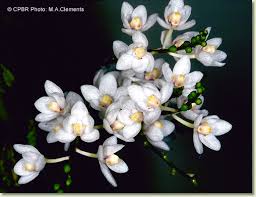 Image result for Phyllorachis