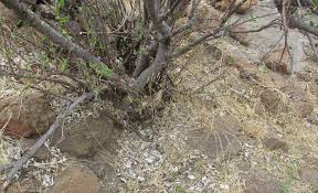 Image result for Pouzolzia mixta