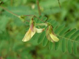 Image result for Aeschynomene sp. B