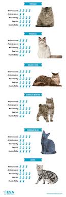 Traveling with your emotional dogs, cats, miniature horses, pigs, and monkeys is allowed on westjet, but other unusual animals need to get. 6 Best Cat Breeds For Emotional Support Esa Doctors