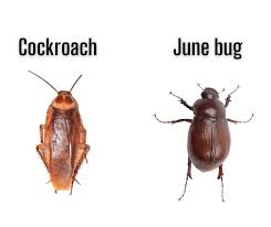 Palmetto bug is a general name that is commonly used to refer to american cockroach (periplaneta americana). 12 Bugs That Look Like Cockroaches But Aren T With Pictures