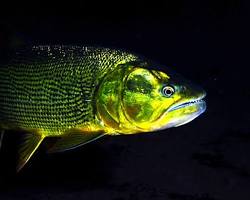 Dourado-peva