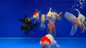 Watch Baby And Kids Video Goldfish Aquarium Shot In Hd With Aquariums Of Goldfishes With Music And Water Bubbles Online Vimeo On Demand Goldfish Aquarium Goldfish Relaxing Gif