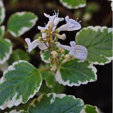Image result for Plectranthus elegans