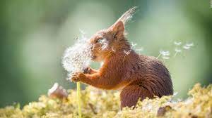 World's cutest animal makes its debut. 2019 Comedy Wildlife Photography Awards Animals Show Their Funny Side Cnn Travel