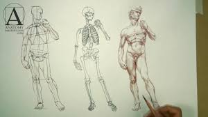 The shape of each bone and muscle will be clear and understandable. Human Body Anatomy Anatomy Lesson For Artists Youtube