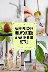 Faire Pousser Un Noyau D Avocat La Fille D Ailleurs Avocatier En Pot Avocatier Faire Pousser Un Avocatier