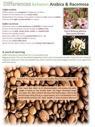 Image result for Coffea racemosa