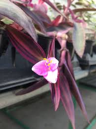 The large pointed narrow oblong purplish leaves with bright pink splashes are born on the arching to upright stems. Premier Succulents Tradescantia Pallida Variegata Variegated Purple Heart Pink Stripes Even The Flowers Are Striped 3 Facebook