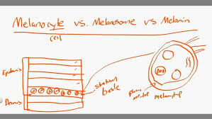 Image result for Melanocyte