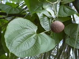 Image result for Dioscorea minutiflora