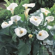 Image result for Zantedeschia