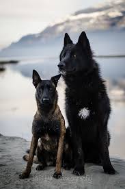 Dogs Compared To Wolves Wolf Dog Malinois Dog Hybrid Dogs