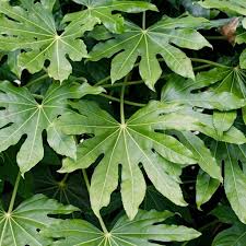 Image result for Alafia orientalis