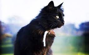 The fence can be raised about 4 inches (10 cm) from the ground and still discourage them from entering your garden. How To Keep Cats Out Of Your Garden