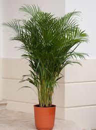 Check spelling or type a new query. Elegant Palms For Every Setting Costa Farms