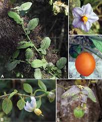 Image result for Solanum litoraneum