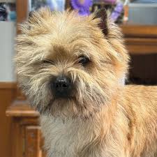 Image result for cairn teriér