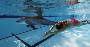 Bulgarian, chinese, czech, danish, dutch, english, estonian, finnish, french, german, greek. Un Robot Dauphin Pour Remplacer Les Vrais Dauphins Dans Les Parcs Geeko