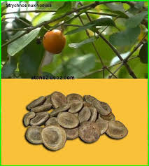 انواع فواكة الاسطركن strychnos قائمة الفواكهة النبات معلومات نباتية وسمكية معلوماتية fruit food olive