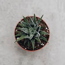 Once the cactus has been removed from its old pot, the root ball should be loosened and the old soil discarded. Hoen S Garden Center Landscaping On Twitter Restocked These Little Haworthias Commonly Called Zebra Plant Or Zebra Cactus These Eye Catching Succulents Are Slow Growing And Love Bright Light Water When The Soil Becomes