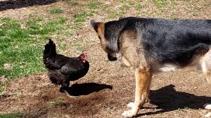 The top 10 reasons to get jersey giant chickens reason #1: Considering Jersey Giant Chickens The 18 Things You Must Know First The Featherbrain