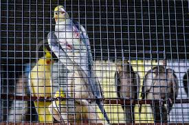 Raw parrot, birds medicine, persian kitten, cat food, pet store in karachi, flamingo bird. Yellow And Grey Cockatiel Birds In Cage On Sale At Crawford Pet Market Anipixels