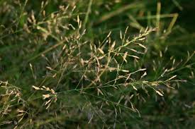 Image result for Eragrostis friesii