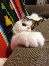 Try That Again And I Ll Get Ya Next Time For Sure Cute Animals Cat Lovers Kitty